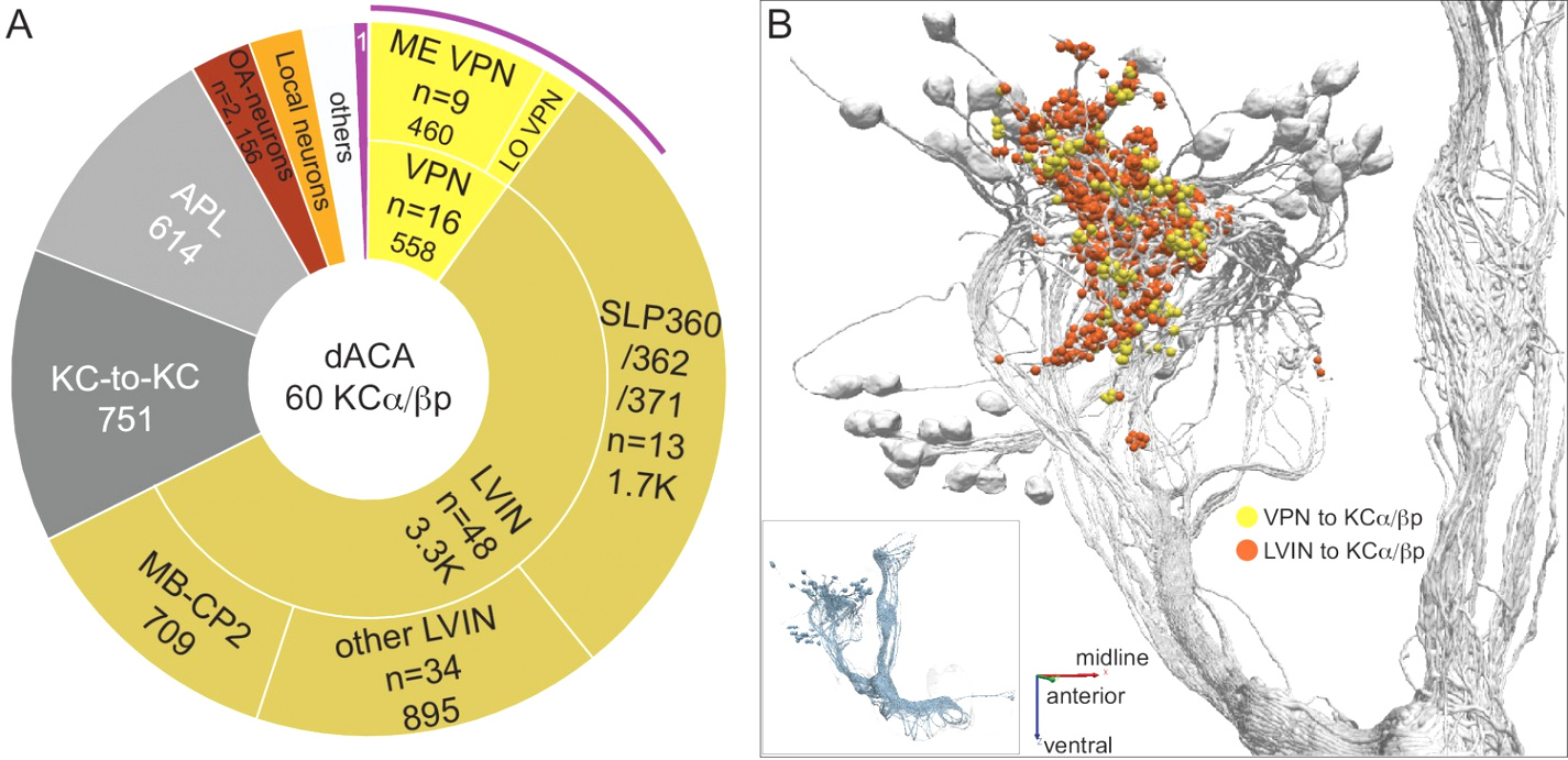 Cheap Vpn In Burke Nc Dans the Connectome Of the Adult Drosophila Mushroom Body Provides ...