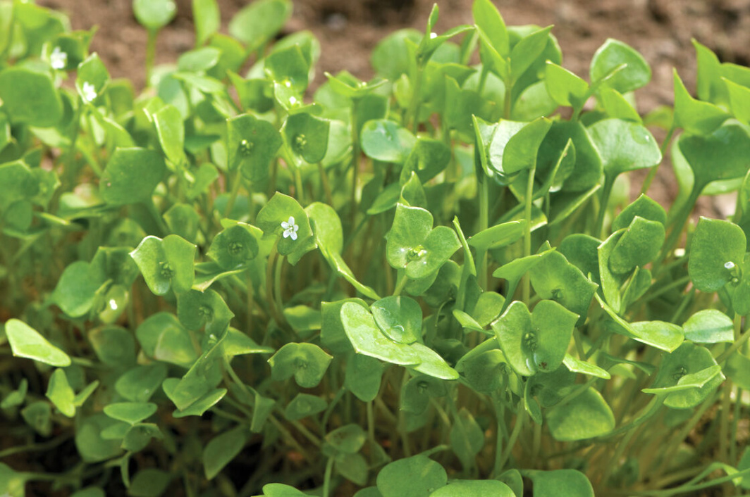 Cheap Vpn In Clayton Ia Dans Claytonia Seeds (miner's Lettuce) Johnny's Selected Seeds