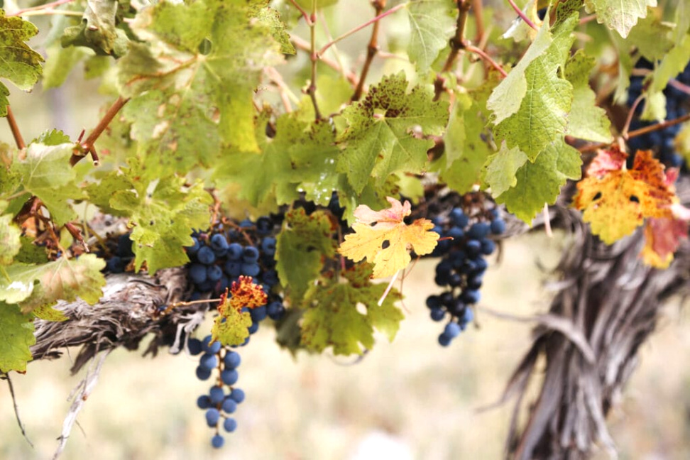 Cheap Vpn In San Patricio Tx Dans the Best Patagonia Wineries In Neuquen's Unexpected Wine Region