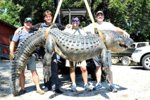 Small Business software In issaquena Ms Dans Pv Man Helps Snag Giant Alligator Palos Verdes, Ca Patch