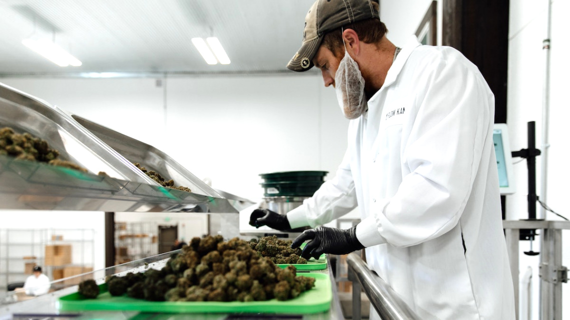 Small Business software In Mendocino Ca Dans World’s St Cannabis Processing Center Opens In Ca