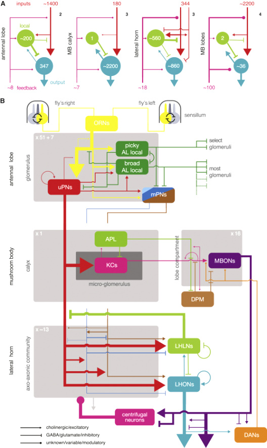 Vpn Services In Bates Mo Dans Complete Connectomic Reconstruction Of Olfactory Projection ...