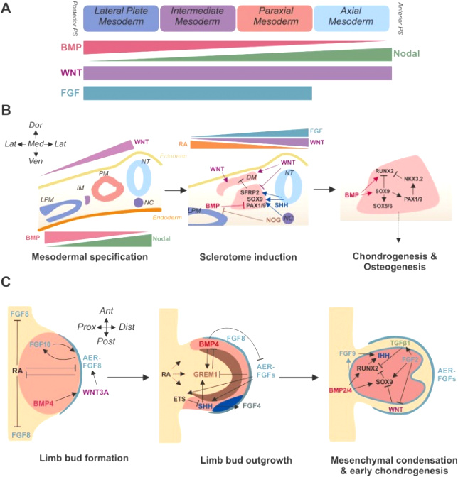 Vpn Services In Mercer Nd Dans Developmental Principles Informing Human Pluripotent Stem Cell ...