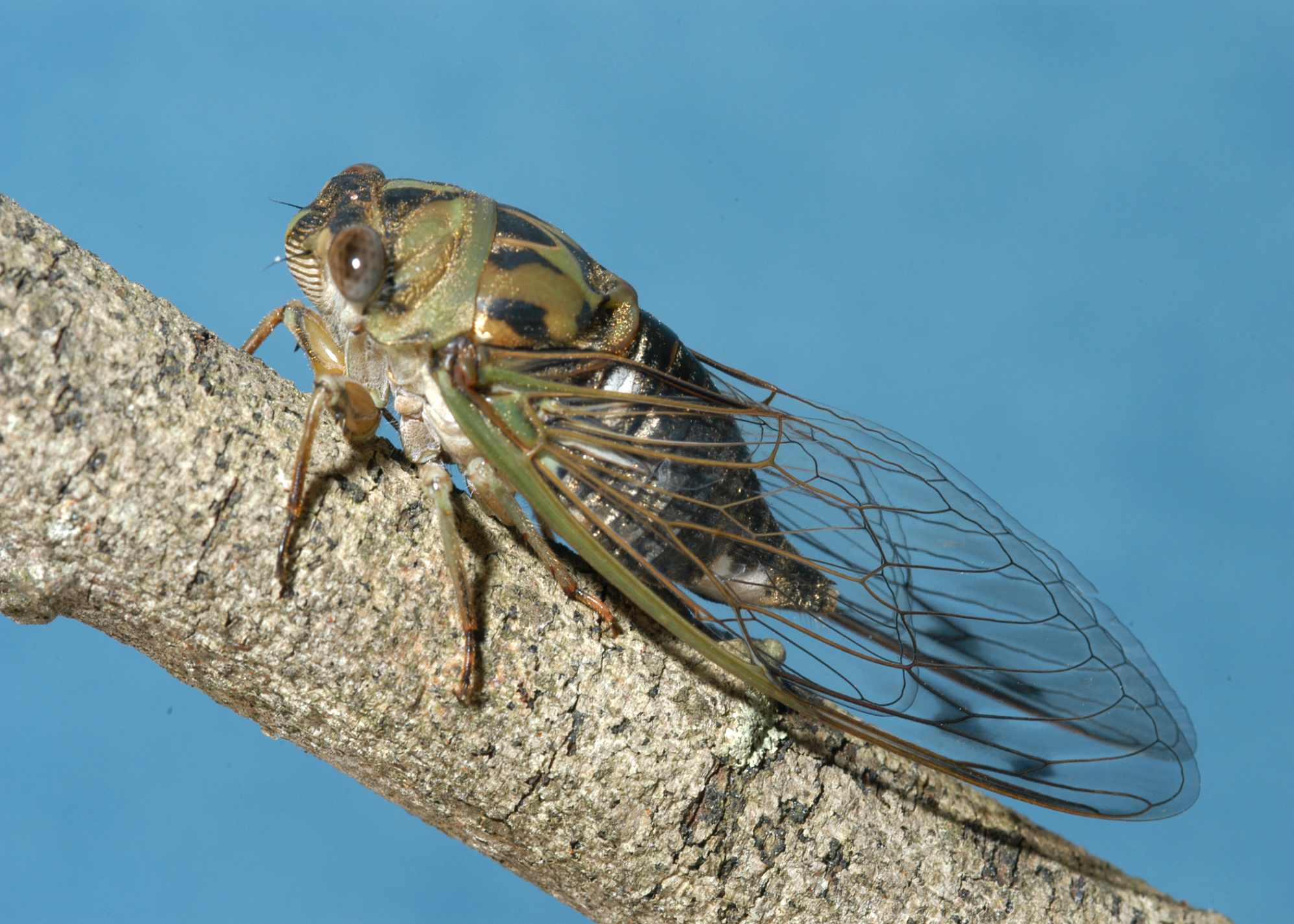 Vpn Services In Walthall Ms Dans Cicadas Emerge Annually In Mississippi's forests Mississippi ...