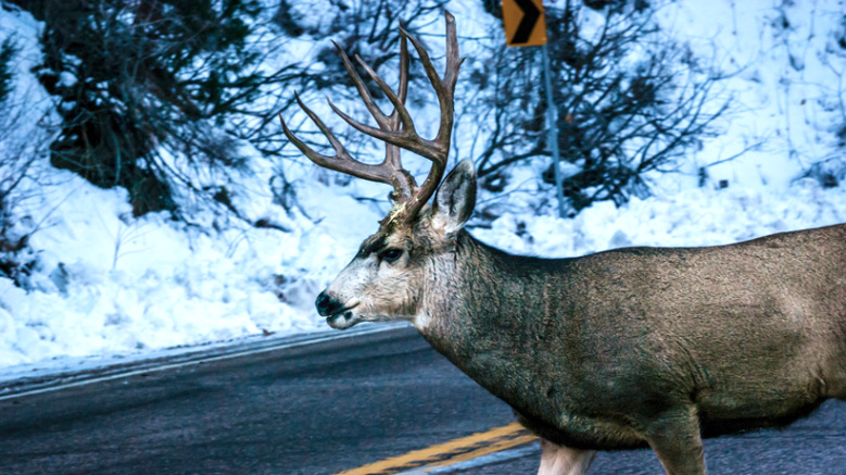 Car Accident Lawyer In Wahkiakum Wa Dans New Washington Law Makes Dinner Out Of Roadkill