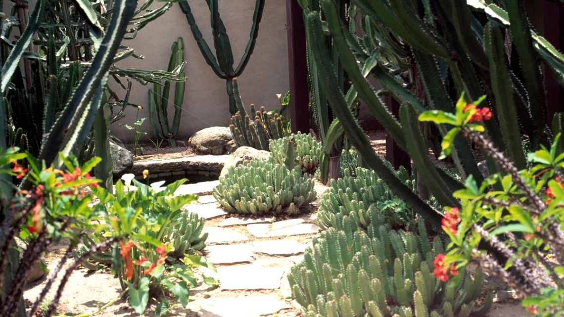 Personil Injury Lawyer In toa Alta Pr Dans Landscaping with Cactus: 9 Ways to Add Color and Structure to Your ...