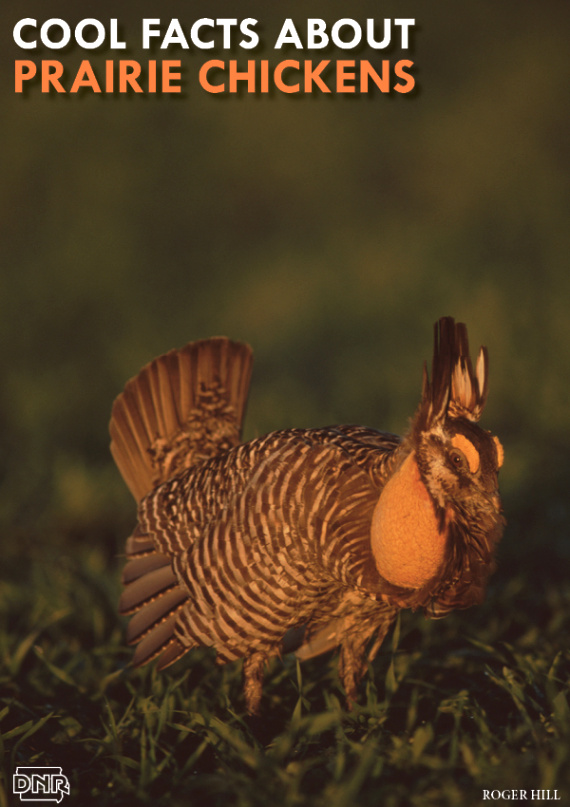 Small Business software In Ringgold Ia Dans Cool Things You Should Know About Prairie Chickens - Dnr News Releases