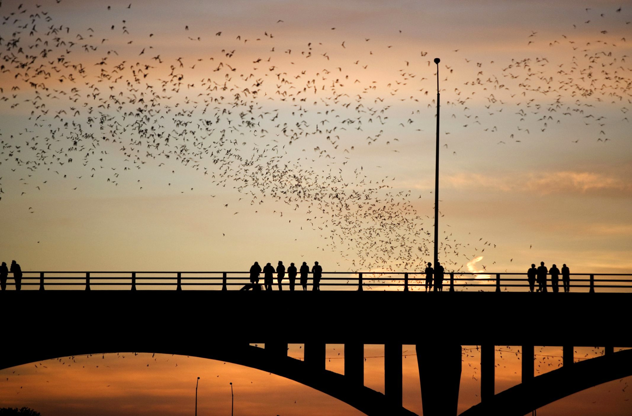 Car Insurance In Austin Tx Dans How to See Austin Bats at the Congress Avenue Bridge