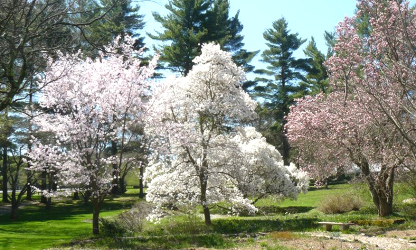 Car Accident Lawyer In Berkshire Ma Dans Berkshire Botanical Garden Jobs Berkshire Botanical Garden