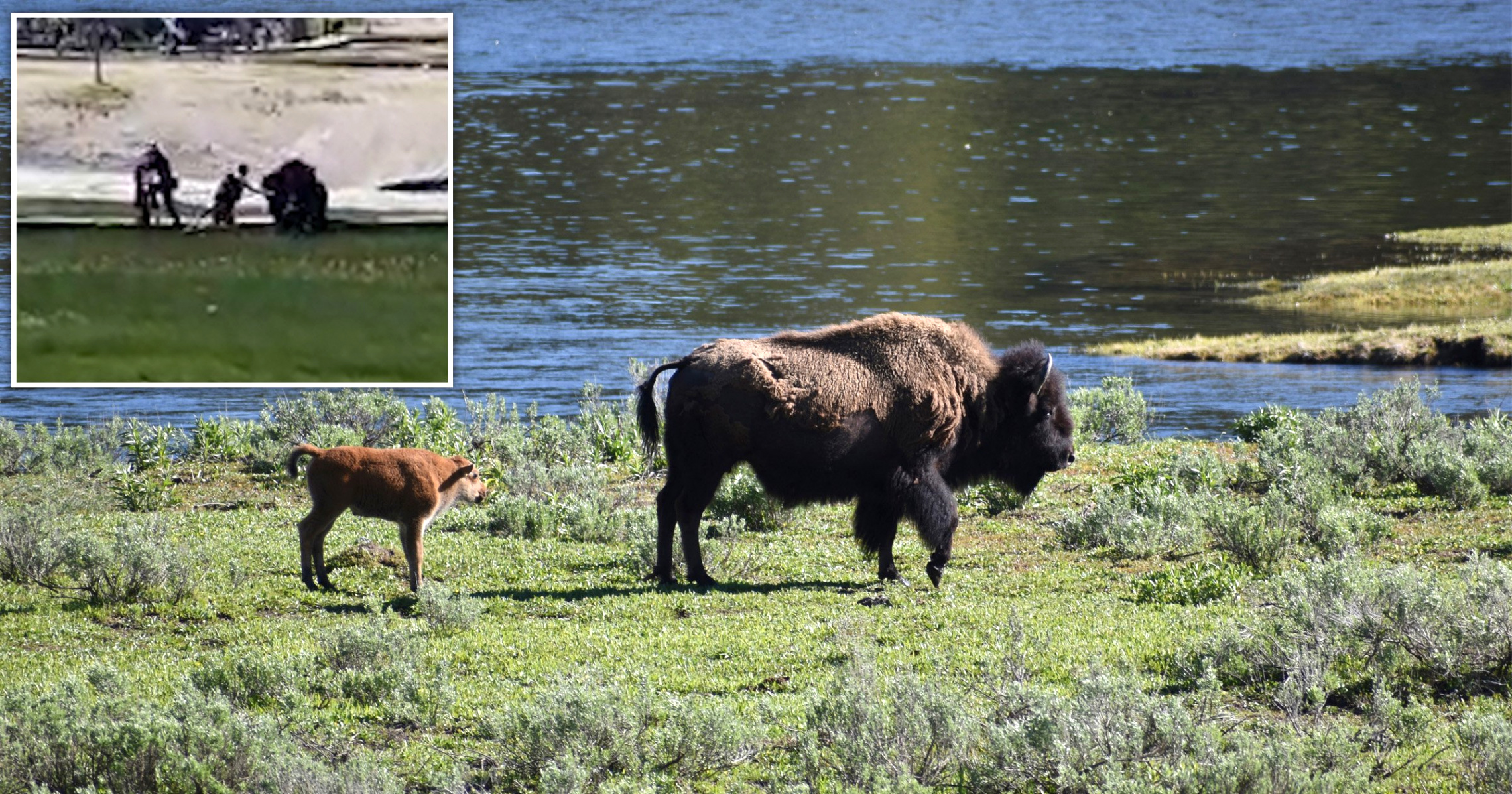 Cheap Vpn In Yellowstone Mt Dans Bison Gores Yellowstone Visitor In Second attack This Week Metro ...