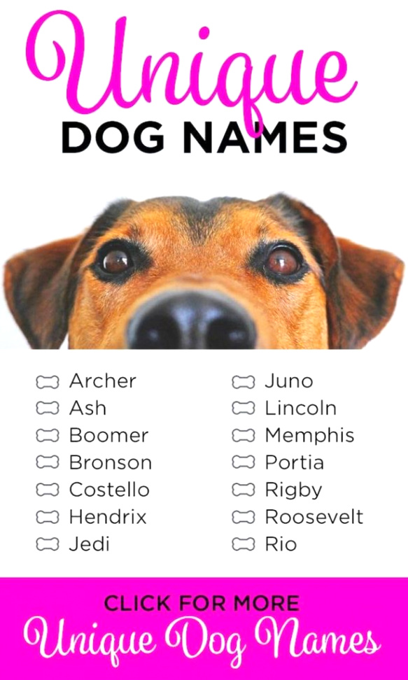Dog Bite Lawyer San Diego Dans Unique Dog Names