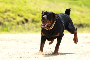 Huntington Beach Personal Injury Lawyer Dans Animal attacks Dog Bites attorney