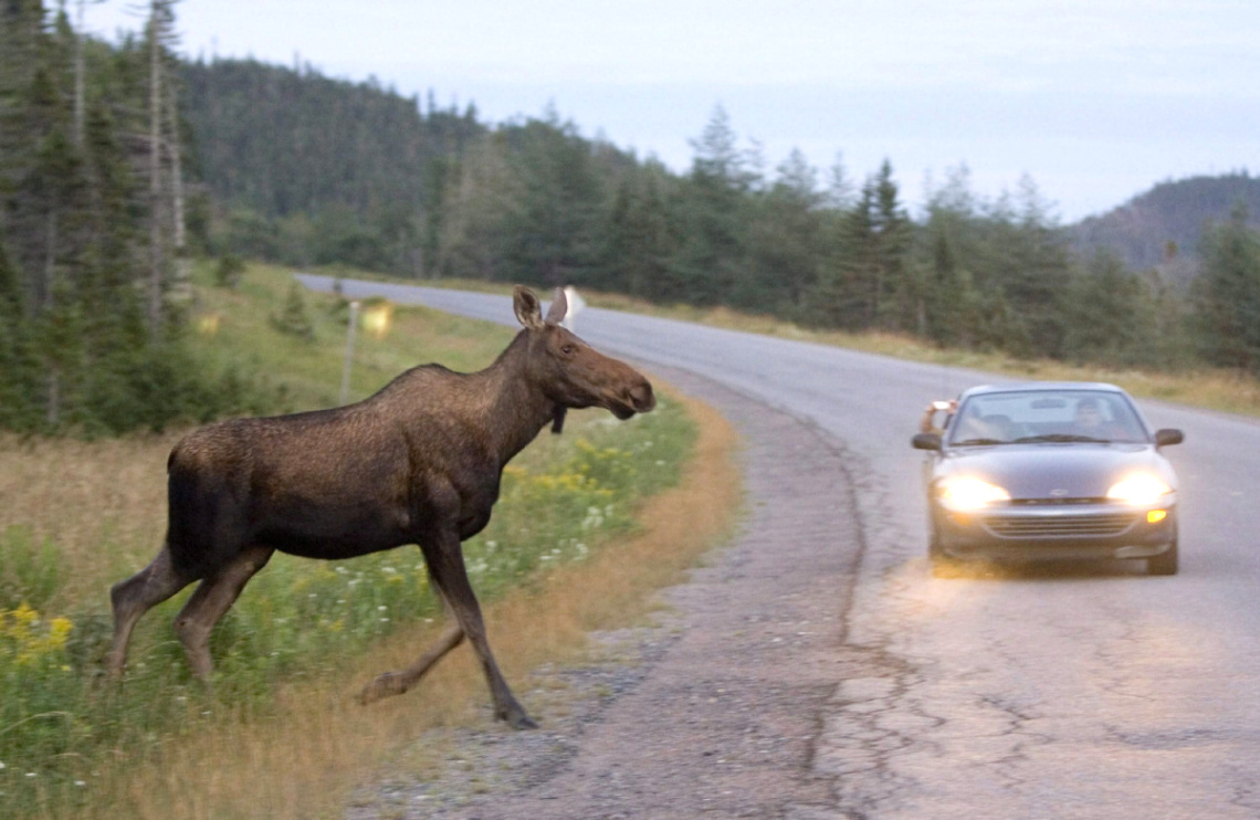 Lawyer for Car Finance Dans Class Action Lawsuit Over Moose Crashes Begins In Newfoundland