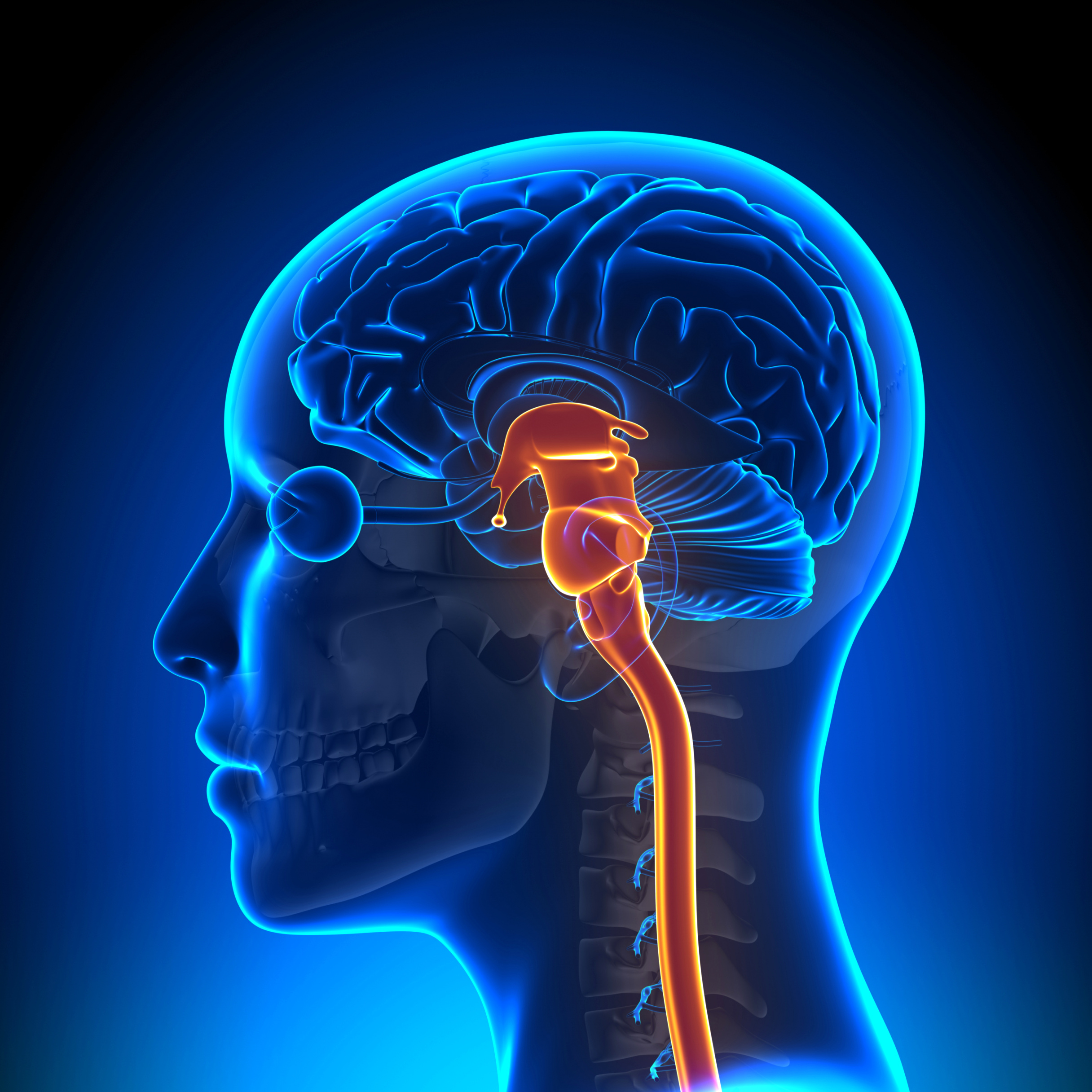 Brain and Spine Injury Lawyer Dans Brain Stem Injury Symptoms and Causes Explained