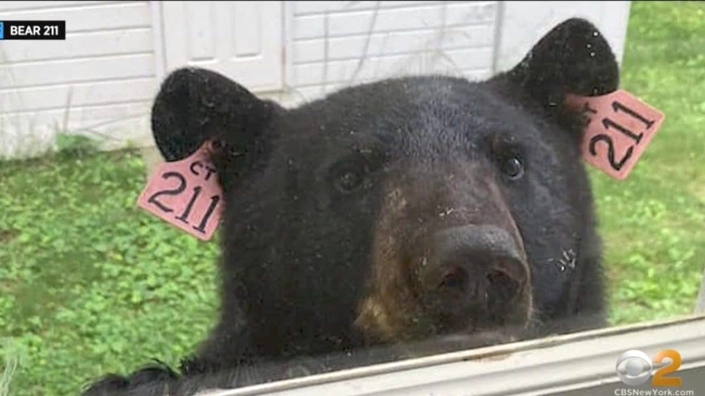 Yonkers Car Accident Lawyer Dans Westchester Says Goodbye to Bear 211
