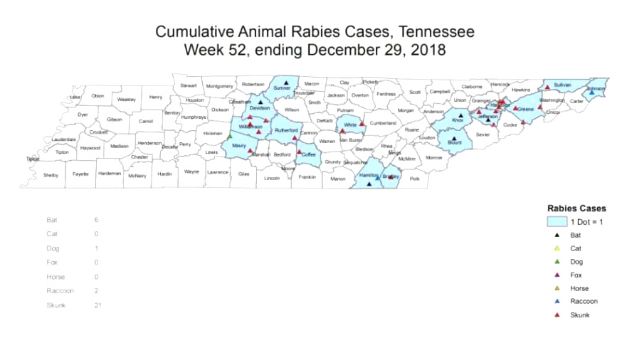 Car Rental software In Grundy Tn Dans Rabies In Tennessee - Apex Wildlife Control
