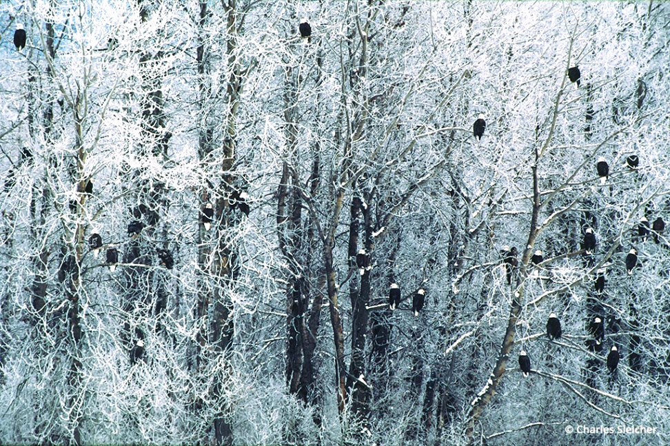 Car Rental software In Haines Ak Dans Behind the Shot: Bald Eagles In New Snow On Cottonwood Trees - Op