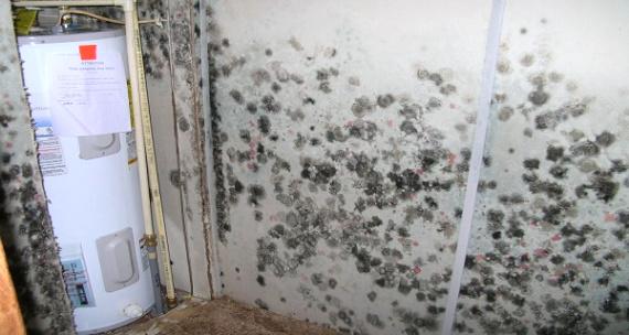 Personal Injury Lawyer Mold Dans Tenant Exposure to Mold In Maryland