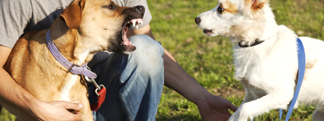 Dog Bite Lawyer Philadelphia Dans What Pet Sitters Need to Know About Dog Bites as Vacation Season Approaches