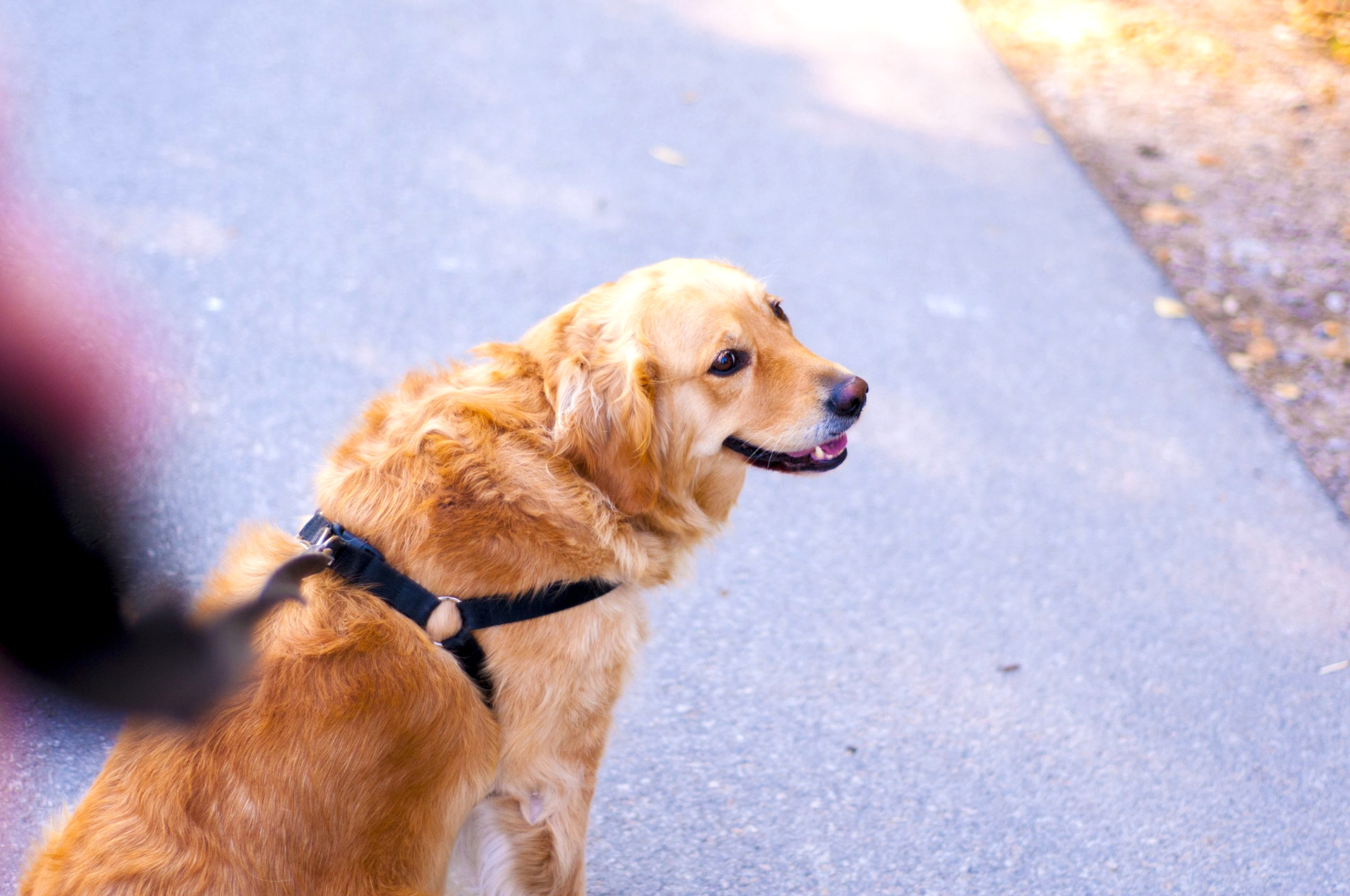 Personil Injury Lawyer In Wyoming Wv Dans 12 Things You Might Not Know About Guide Dogs - orcam